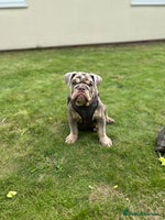 English Bulldog dogs - Advert 6