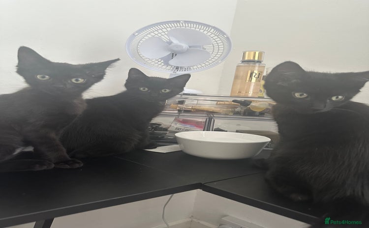 Maine Coon cats in Port Talbot - Advert 11