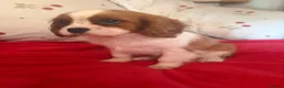 Cavalier King Charles Spaniel dogs for sale: Cavalier King Charles  - Advert 6