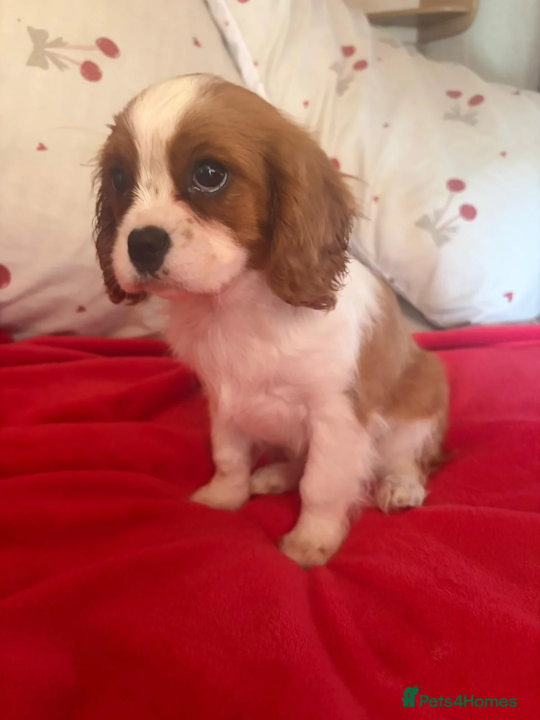 Cavalier King Charles Spaniel dogs for sale: Cavalier King Charles  - Advert 6