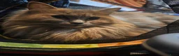 Ragdoll cats for sale: Neutured/Polydactyl  - Advert 4