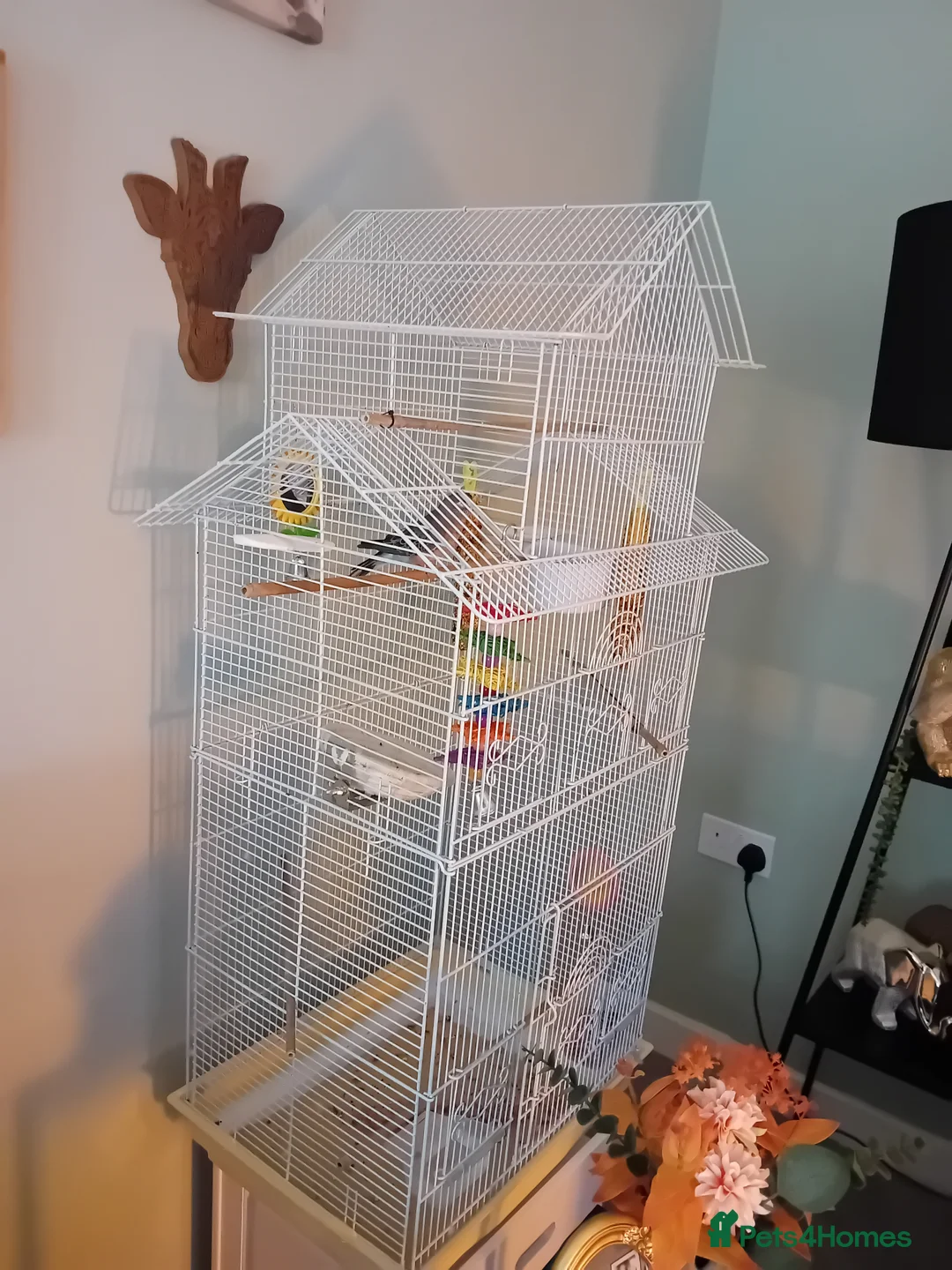 Parakeets birds for sale: Beautiful little girl parakeet  - Advert 9