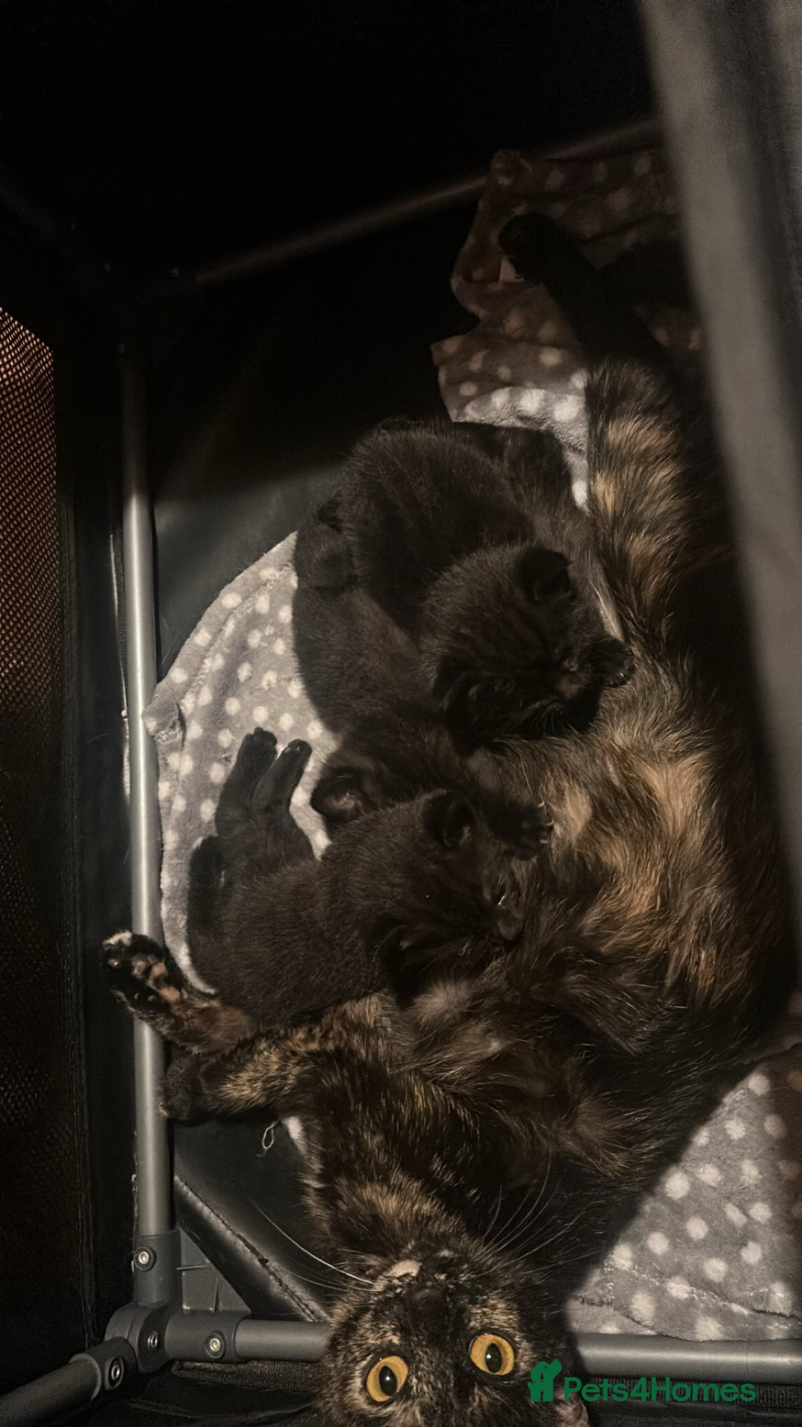 Mixed Breed cats 2 beautiful kittens - Advert 1