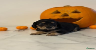 Miniature Dachshund dogs - Advert 5