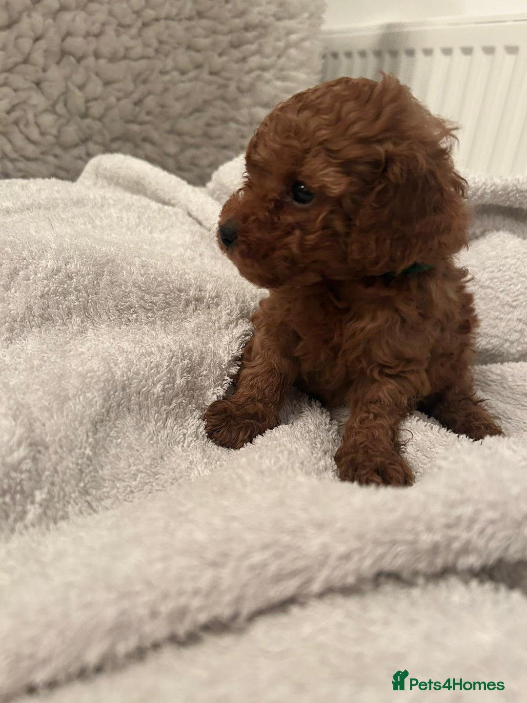 Toy Poodle dogs for sale: Stunning Fox Red Toy Poodles - Image 11
