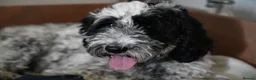 Cockapoo dogs for sale: 🐾F2 Cockapoos Puppies Wiltshire💗💗💗💙💙 - Advert 1