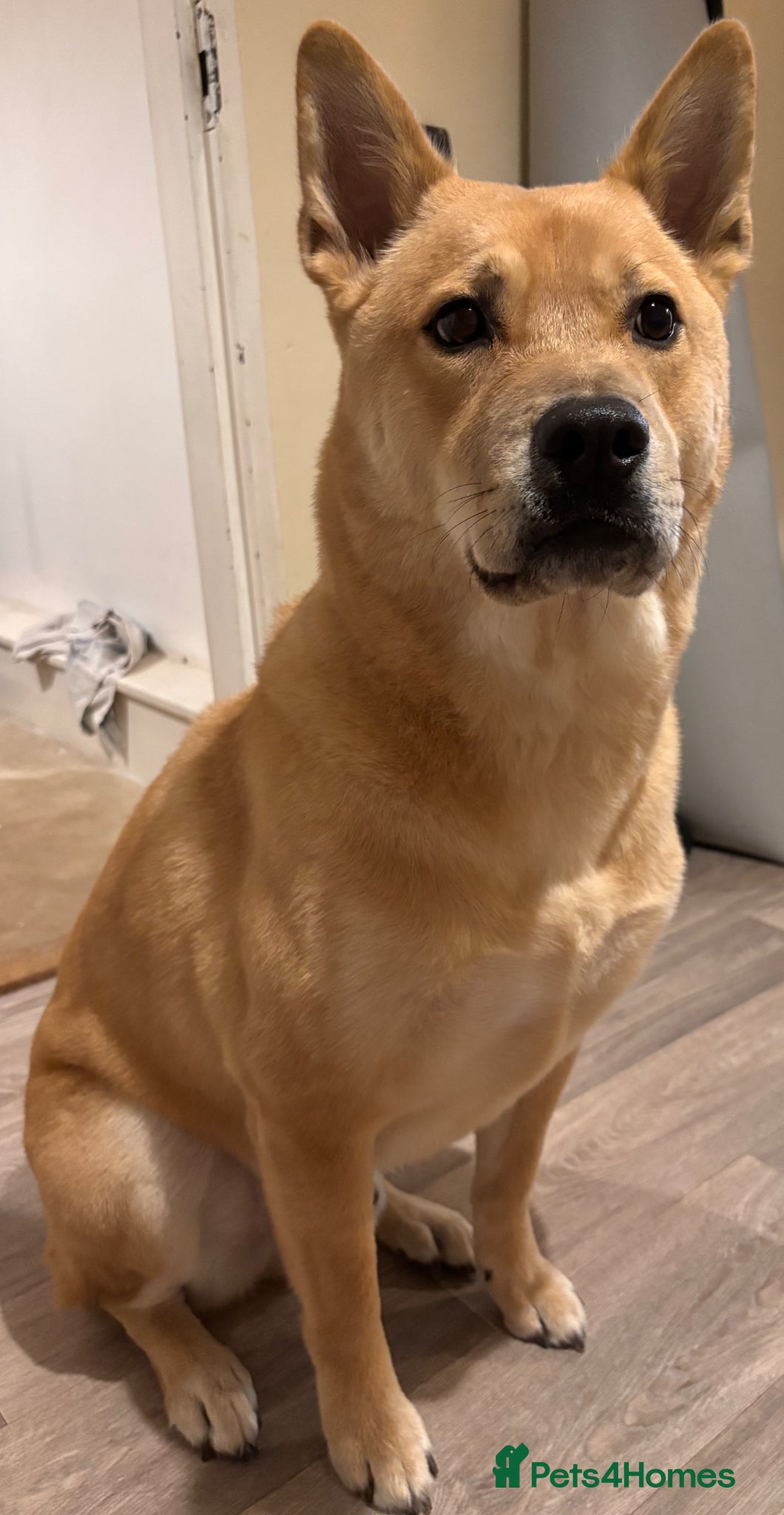 Mixed Breed dogs MUST BE ONLY PET IN HOME - Advert 1
