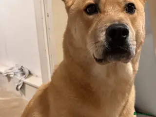 Mixed Breed dogs MUST BE ONLY PET IN HOME - Advert 3
