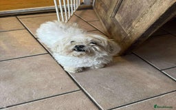 Maltese dogs for adoption: Kayleigh - Hingham Norfolk  - Image 6