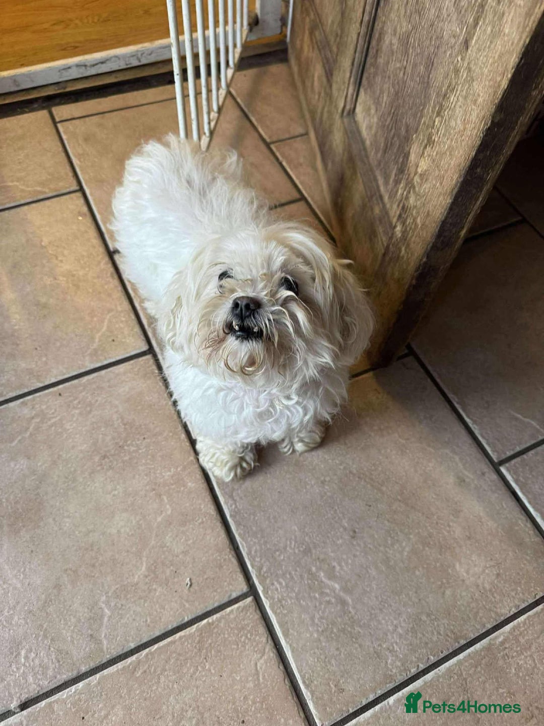 Maltese dogs for adoption: Kayleigh - Hingham Norfolk  - Image 6