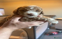 Cockapoo dogs for sale: Gorgeous f2 cockapoo pups  - Image 25