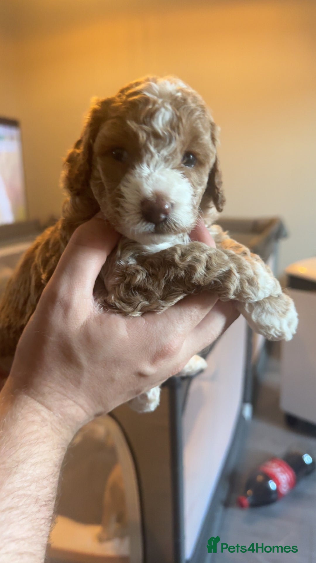 Cockapoo dogs for sale: Gorgeous f2 cockapoo pups  - Image 25