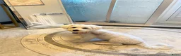 Bichon Frise dogs for sale: Bichon Maltese  - Advert 4