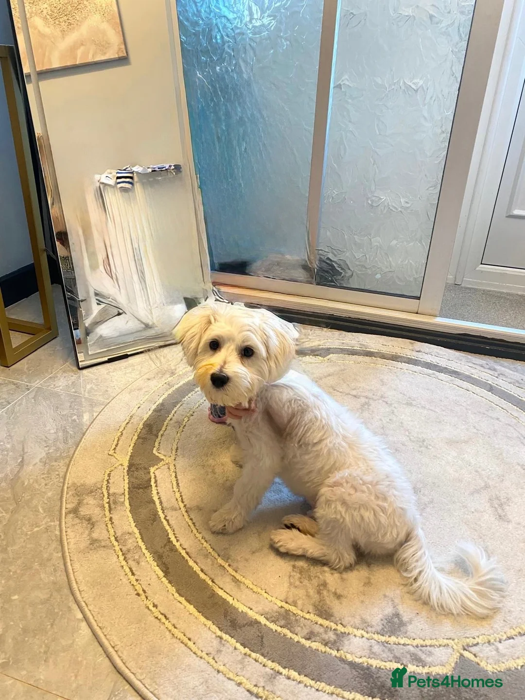 Bichon Frise dogs for sale: Bichon Maltese  - Advert 4