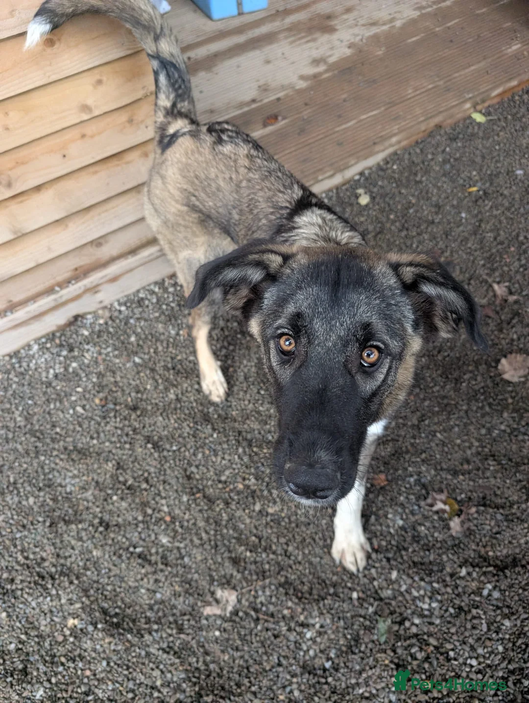Mixed Breed dogs for adoption: Skye - In Ayr Looking for a home  - Advert 2