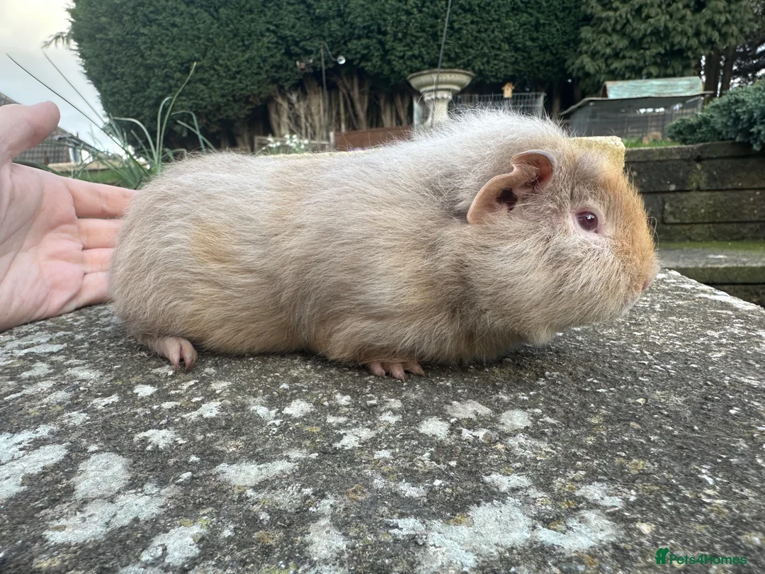 Guinea Pig rodents for sale: Handsome Swiss boars (boys) - Advert 2