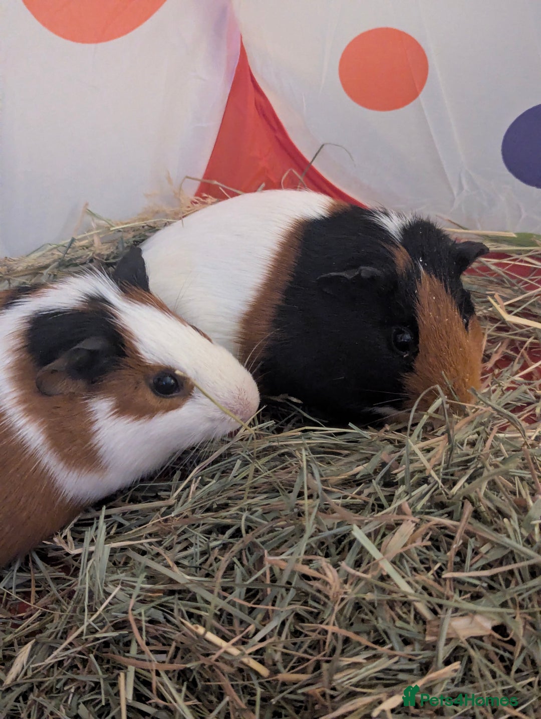 Guinea Pig rodents for sale: 2 Male guineapigs  - Advert 1