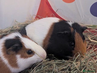 Guinea Pig rodents 2 Male guineapigs - Advert 1