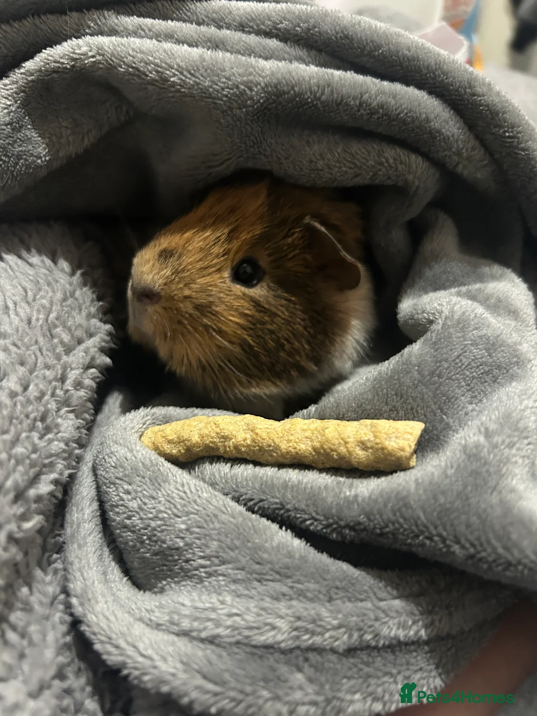 Guinea Pig rodents for sale: 2 guinea pigs to be rehomed to a good family in Blyth - Advert 3