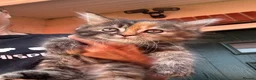 Mixed Breed cats for sale: Beautiful maine coon cross persian kittens  - Advert 10