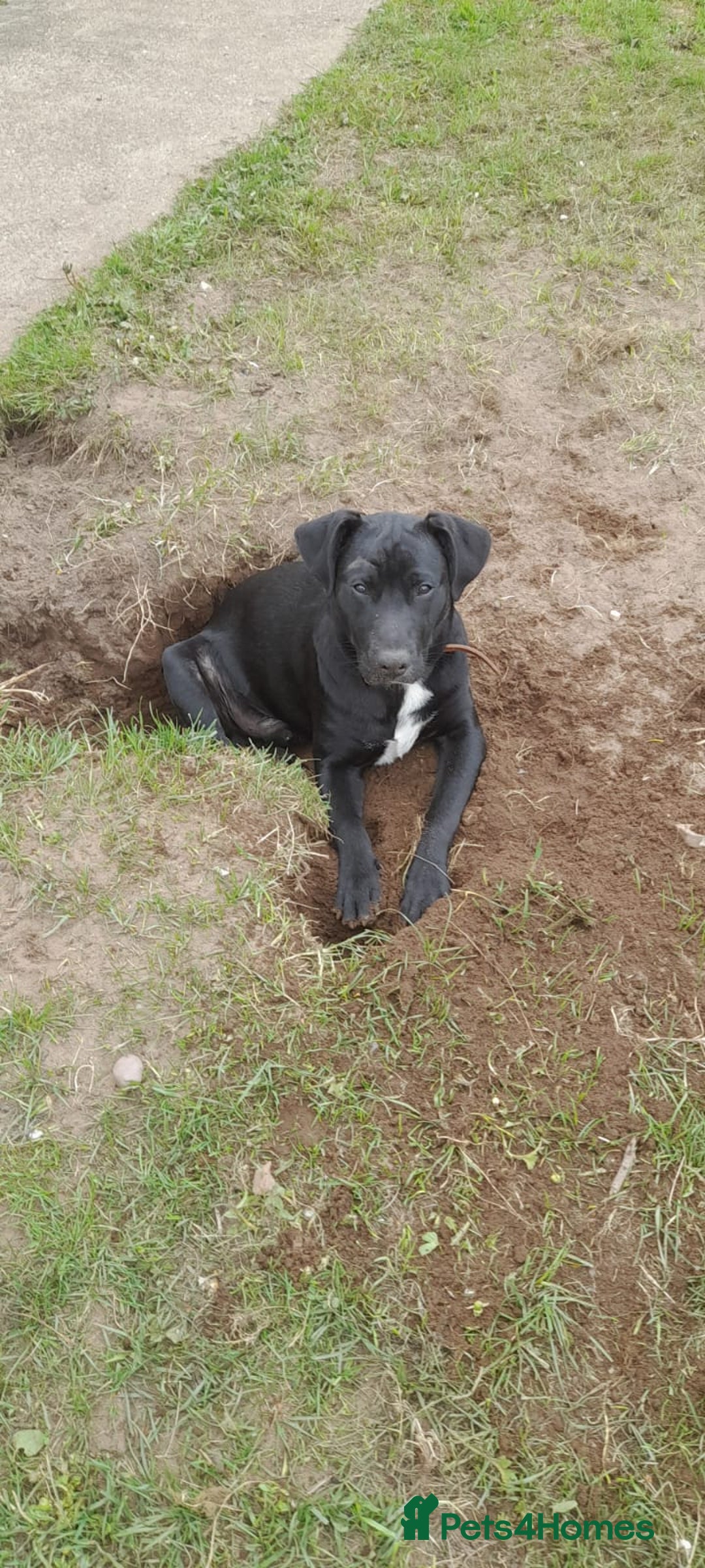Mixed Breed dogs for adoption: SHEAMUS - a handsome boy for an experienced Owner - Image 30