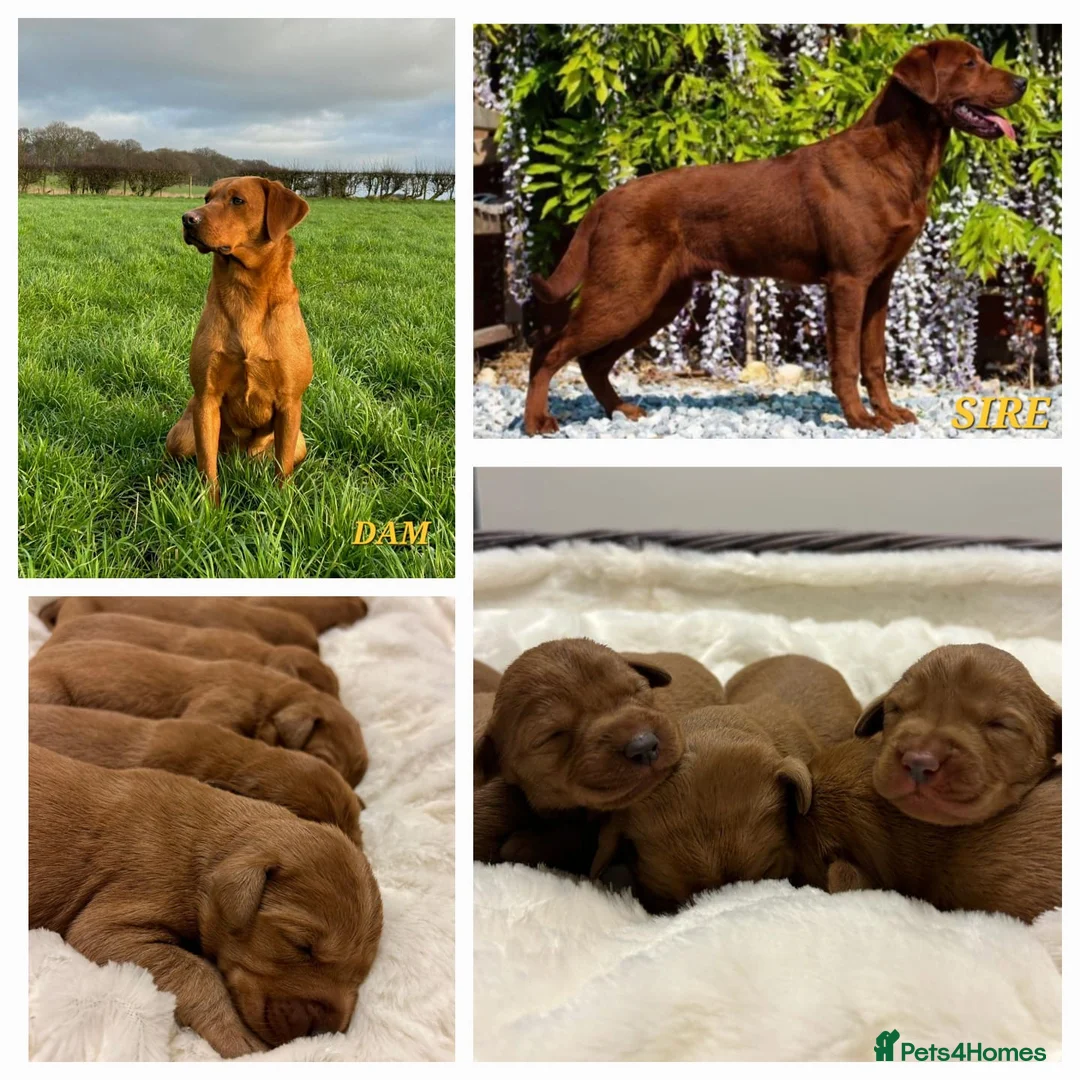 Labrador Retriever dogs for stud: AGLABS ICON - HEALTH TESTED DARKEST FOX RED in Grantham - Advert 29