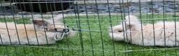 Angora rabbits for sale: English Angora pair  - Advert 2