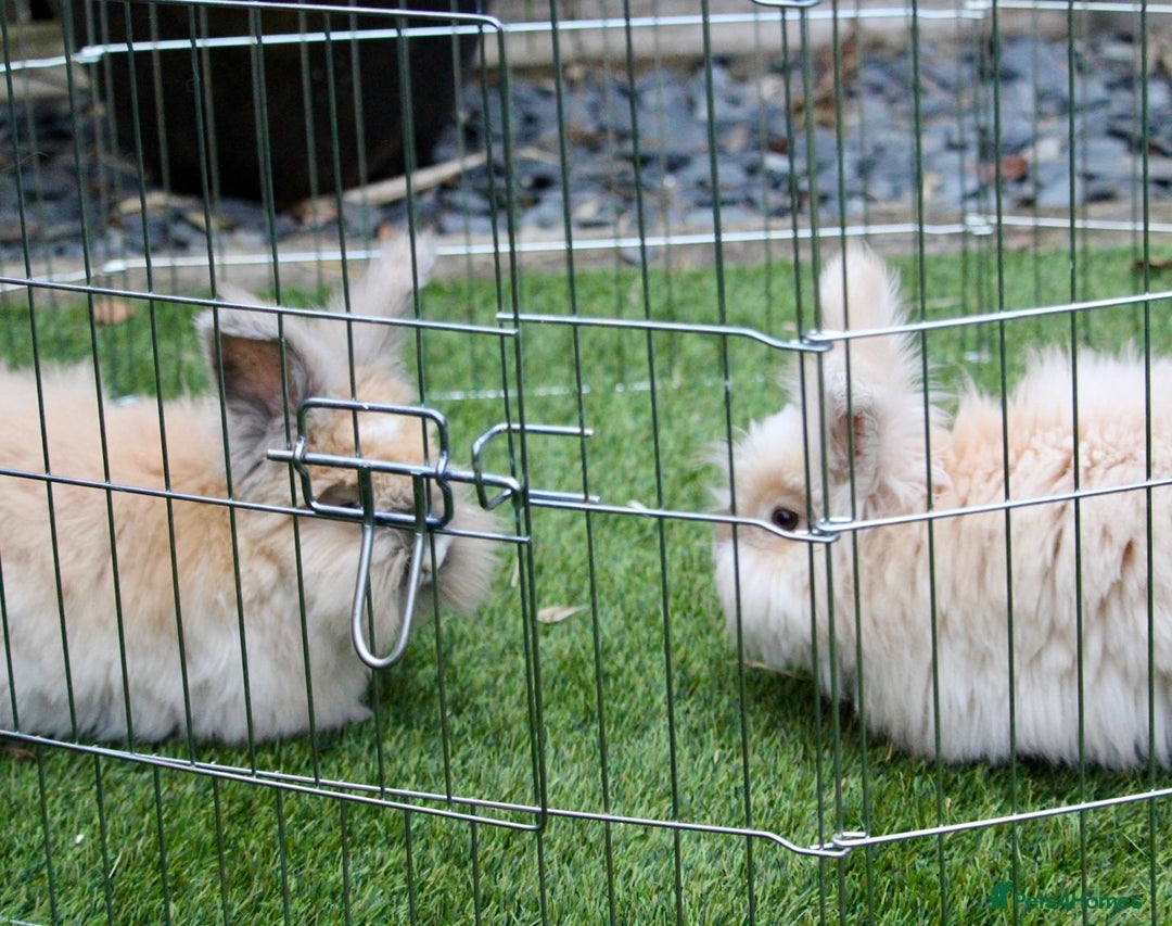Angora rabbits for sale: English Angora pair  - Advert 2