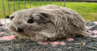 Guinea Pig rodents - Advert 10