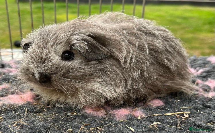 Guinea Pig rodents - Advert 4