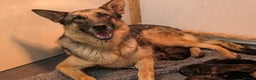 German Shepherd dogs for sale: KC Champion bloodline, Health tested, Female Puppy - Advert 7