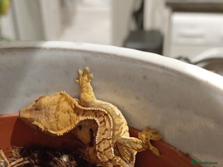 Gecko reptiles Baby crested gecko - Advert 4