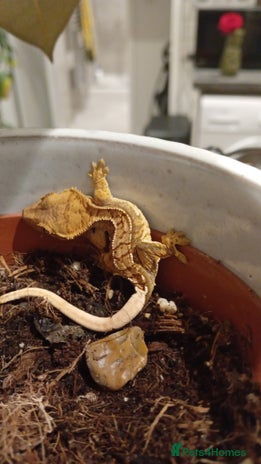 Gecko reptiles Baby crested gecko - Advert 1