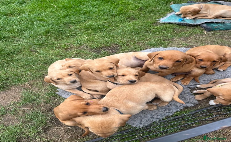Labrador Retriever dogs in Morpeth - Advert 3