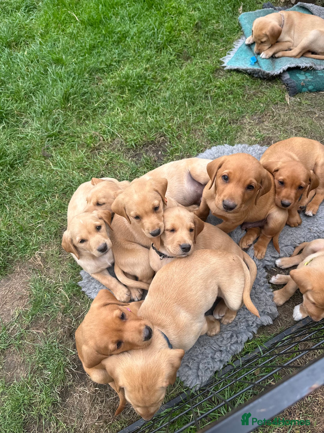 Labrador Retriever dogs for sale: KC Labrador pups - READY NOW!! in Morpeth - Image 1