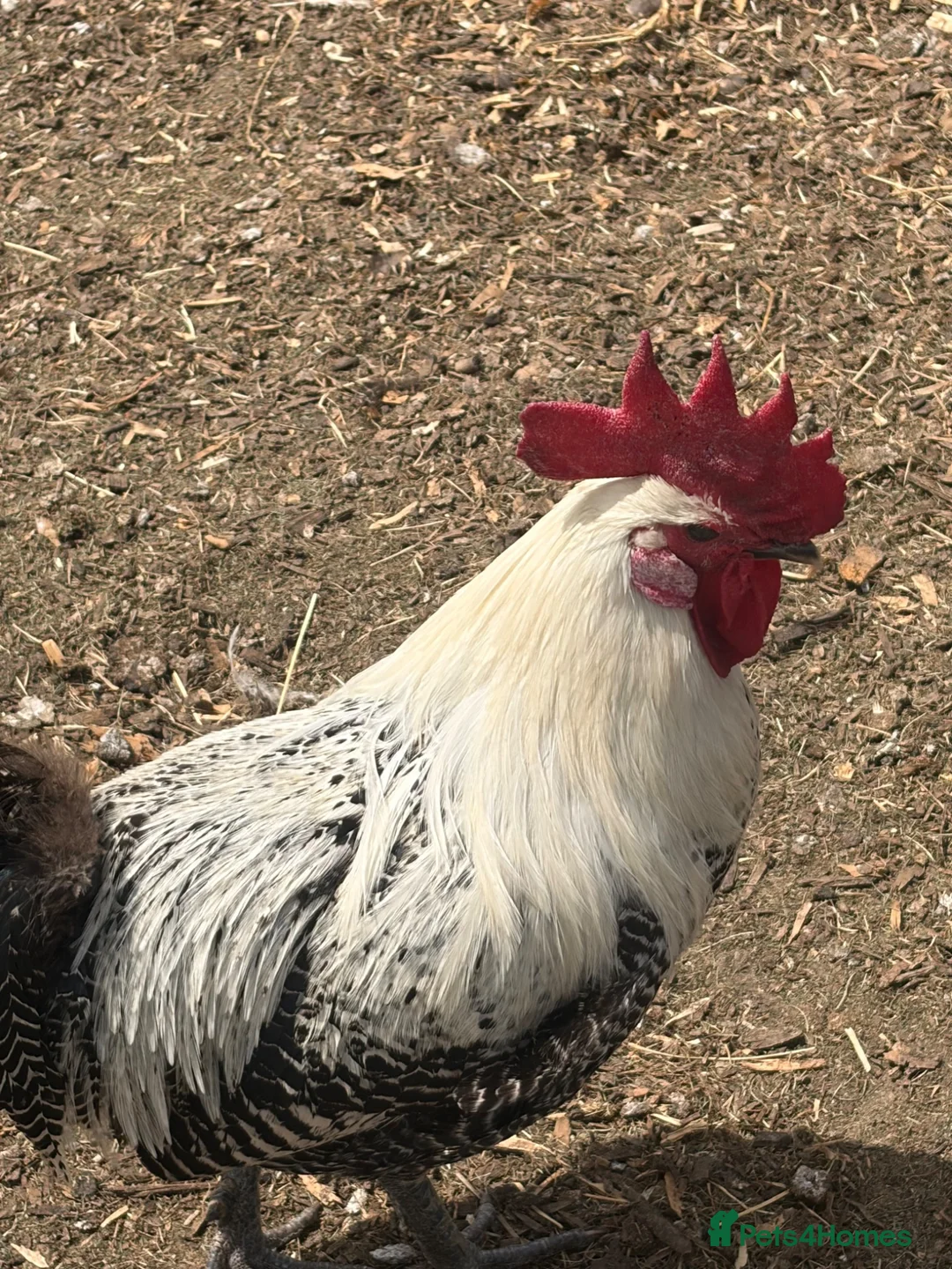 Chickens poultry for sale: Campine silver  - Advert 4