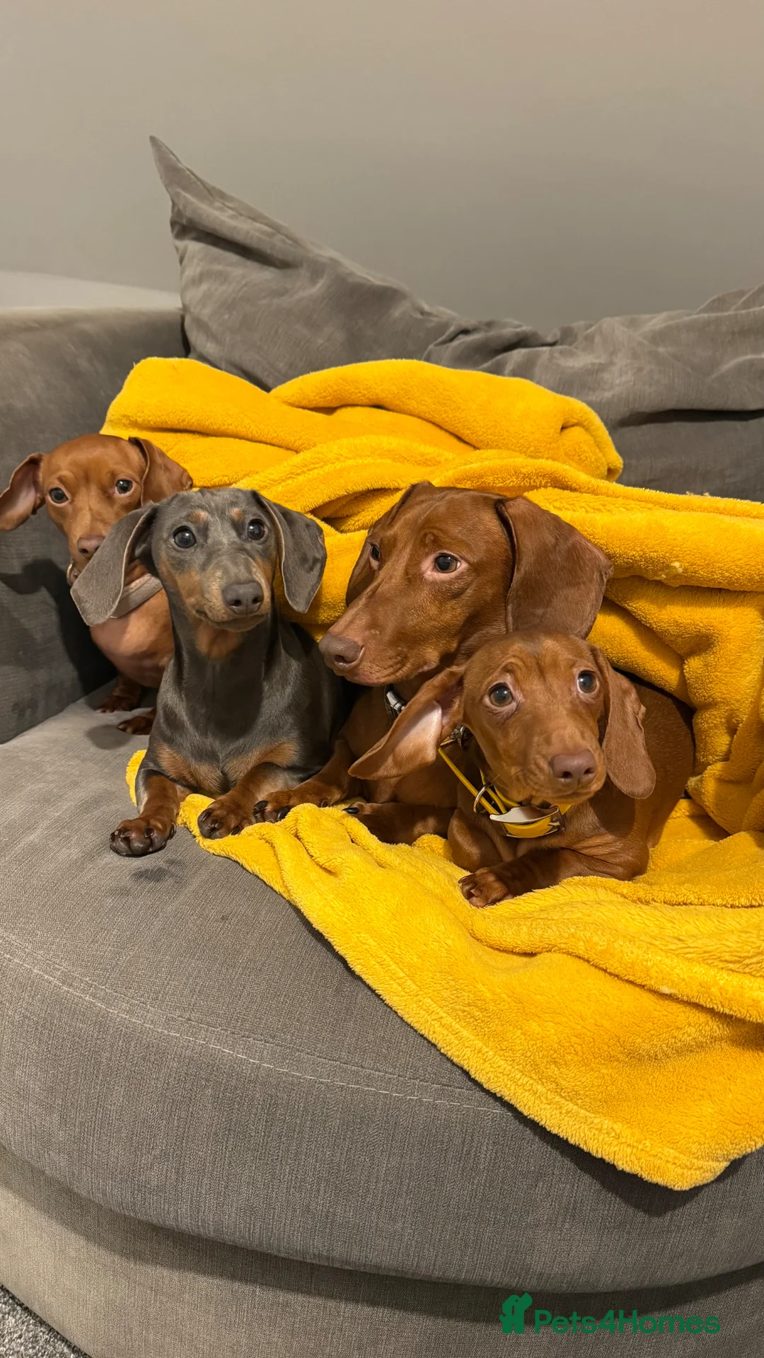 Miniature Dachshund dogs for sale: Beautiful Blue and Tan Girl  in Lytham Saint Annes - Advert 7