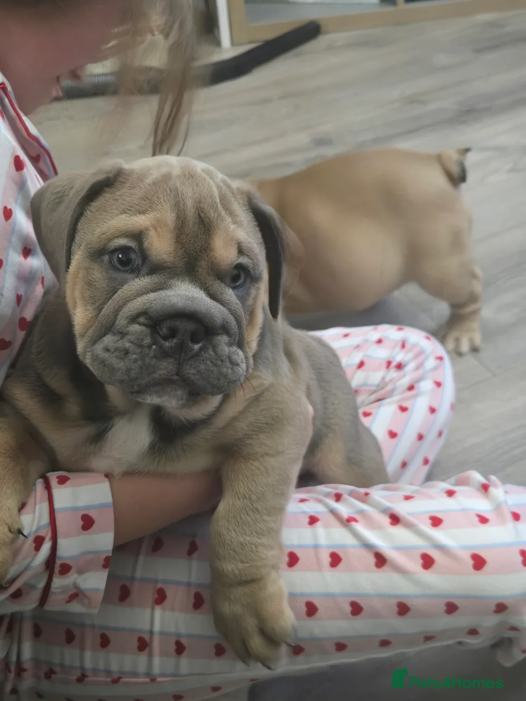 English Bulldog dogs for sale: English bulldogs  - Advert 2