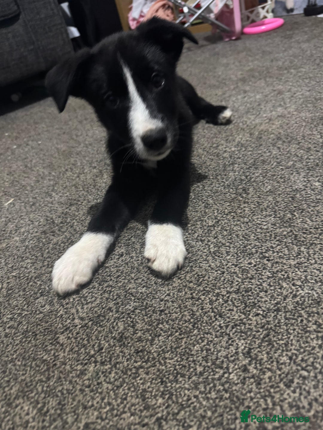 Border Collie dogs for sale: Boarder Collie Pups - Advert 8