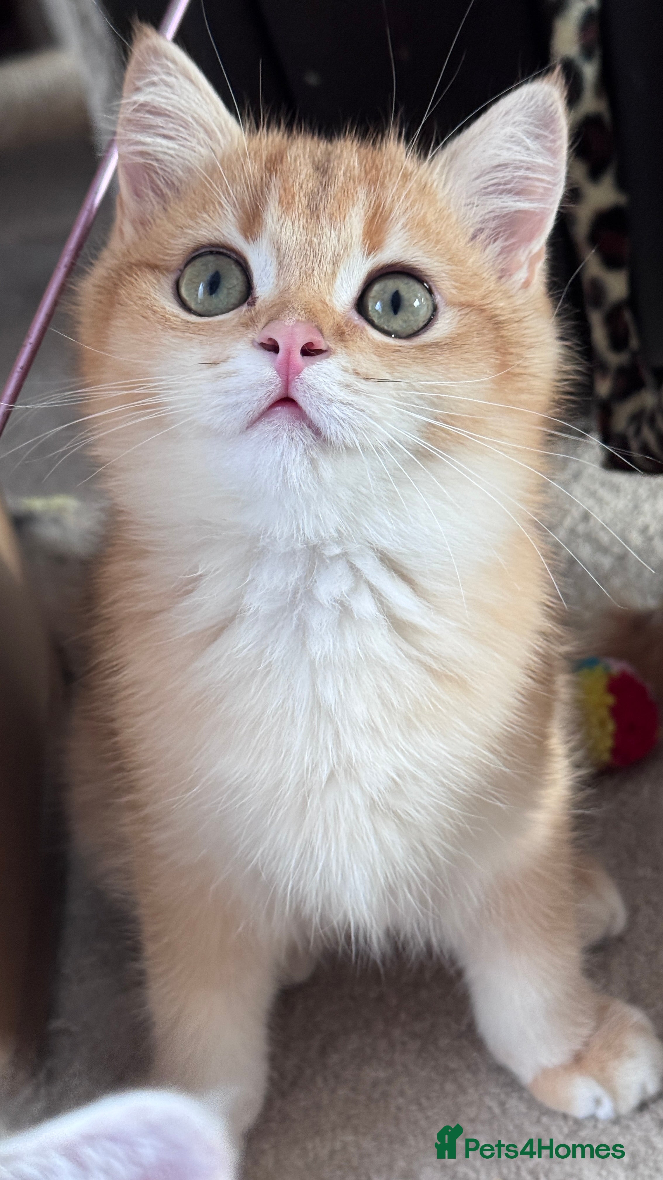 British Shorthair cats GCCF BSH ONE BOY LEFT GOLDEN BLACK TIPPED  - Advert 16