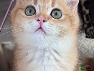 British Shorthair cats GCCF BSH ONE BOY LEFT GOLDEN BLACK TIPPED - Advert 14