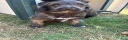 Mixed Breed dogs for sale: F1 Cairndoodle Puppies  - Advert 7