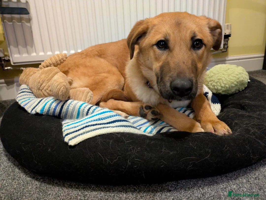 Mixed Breed dogs for adoption: Ree - stowmarket Suffolk  - Advert 2