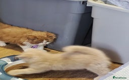 British Longhair cats for sale: Cinnamon bi colour longhair  - Image 13