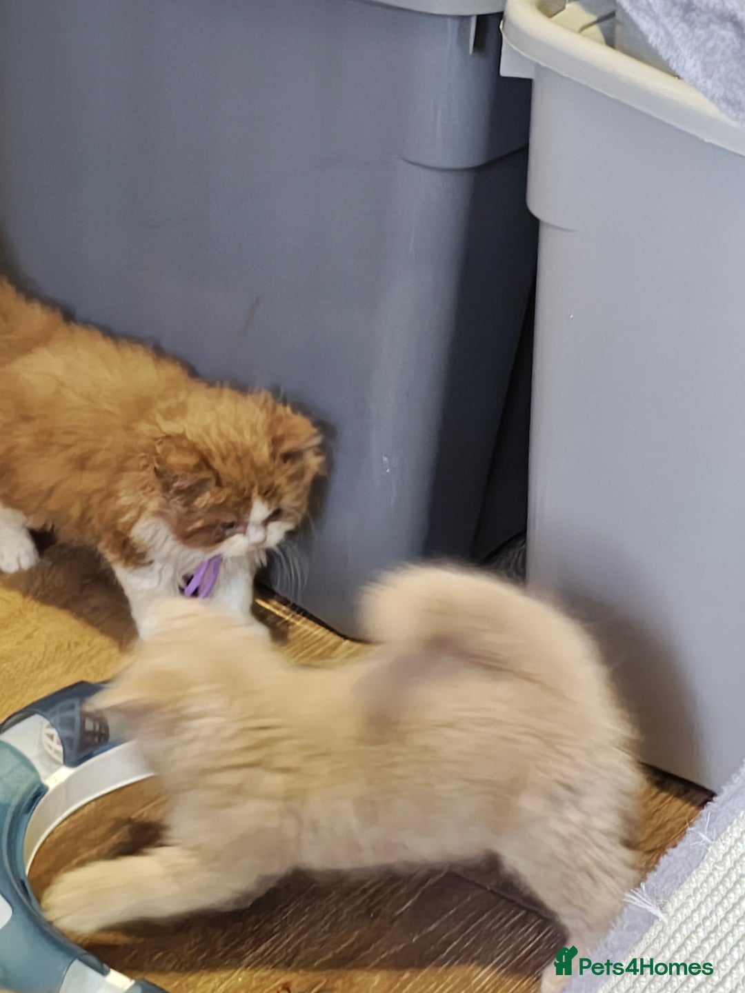 British Longhair cats for sale: Cinnamon bi colour longhair  - Image 13
