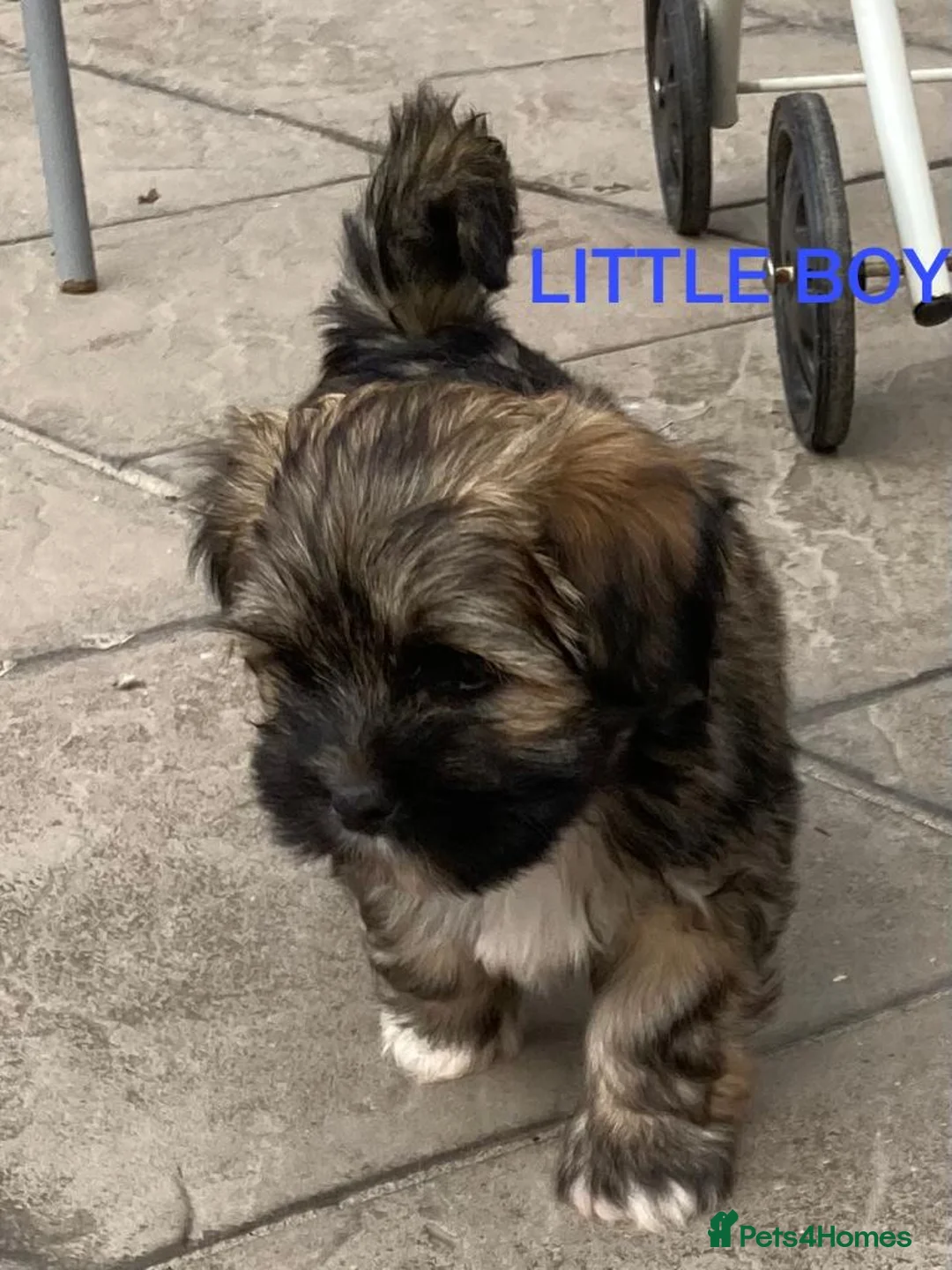 Gallery Image {{count}}