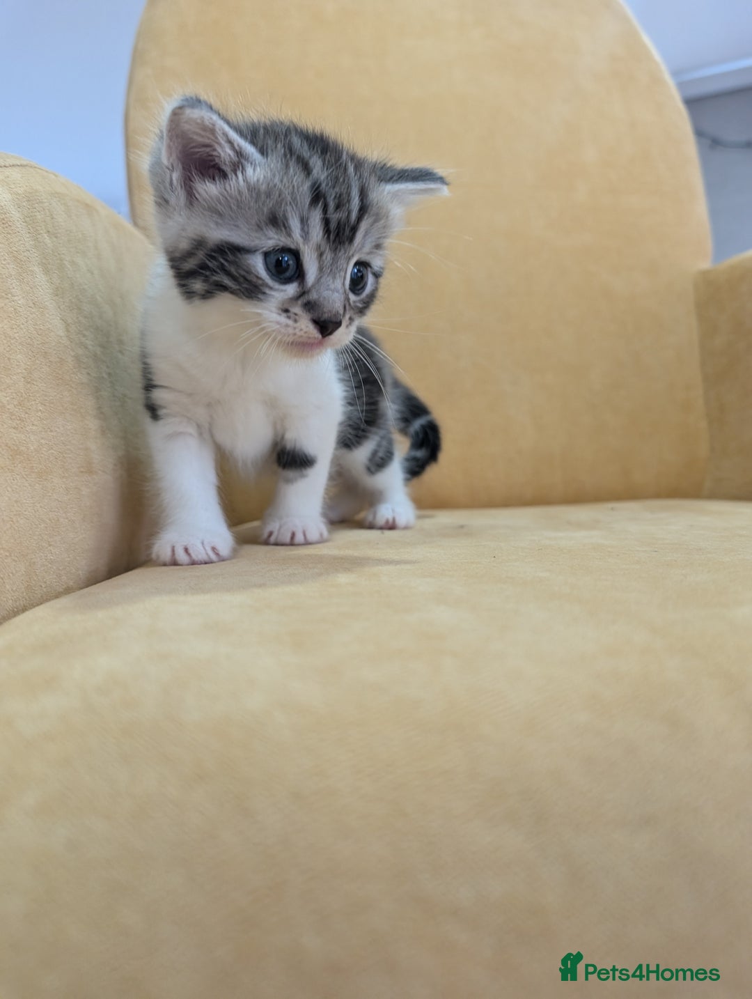 British Shorthair cats for sale: 4 beautiful Kittens available  - Image 2
