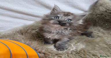 Maine Coon cats - Advert 3