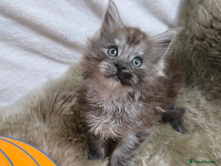 Maine Coon cats - Advert 12