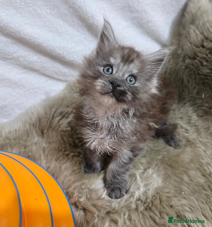 Maine Coon cats - Advert 2